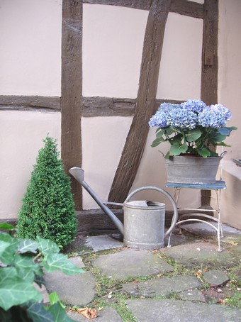 Hortensias devant une maison alsacienne  Diebolsheim